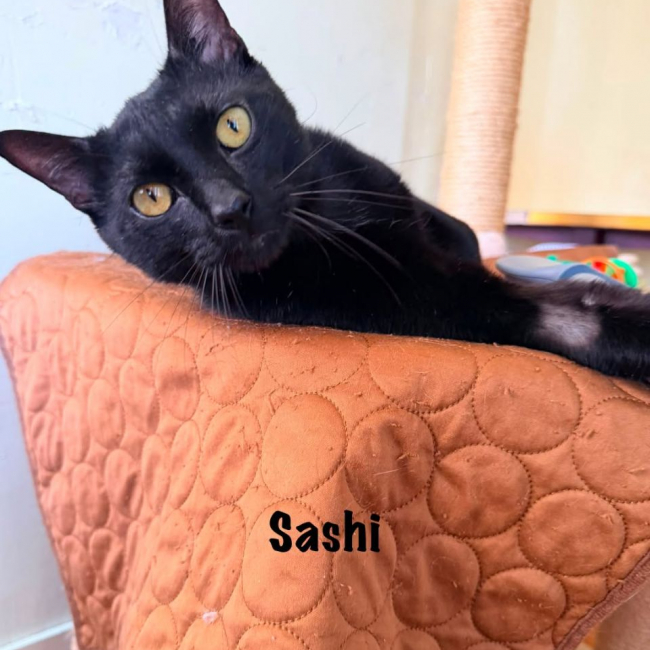 SASHI