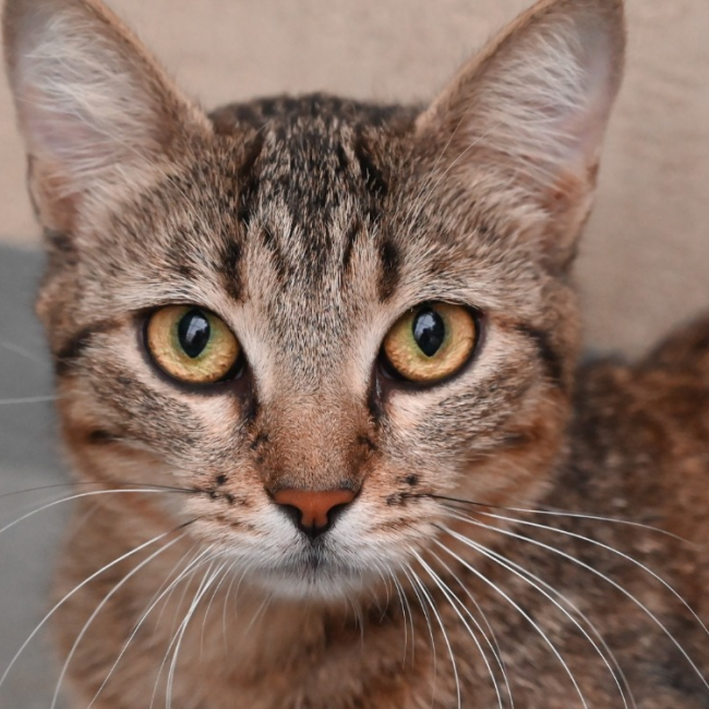 Photo de Mocha