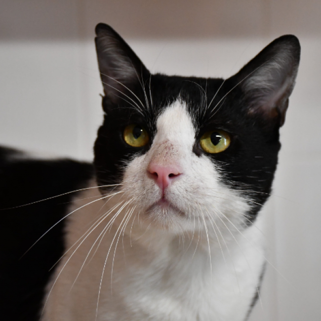 Photo de Nermal