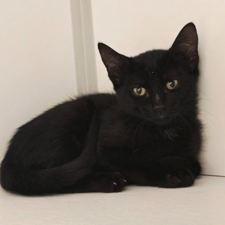 Wassa - Chat Européen à adopter
