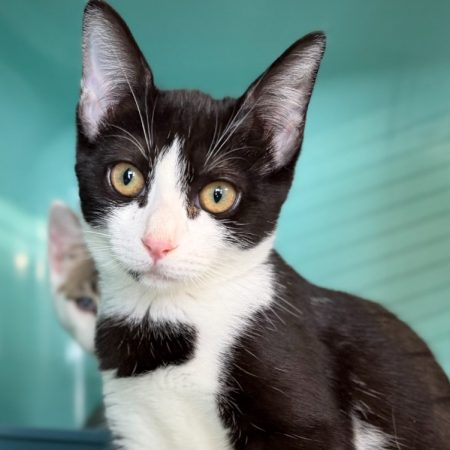 Garza - Chat Européen à adopter