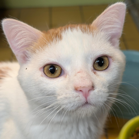 Rainbow - Chat Européen à adopter