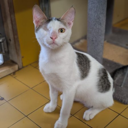 Riky - Chat Européen à adopter