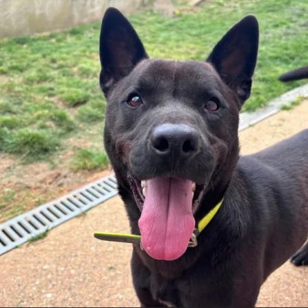 Milkov - Chien à adopter