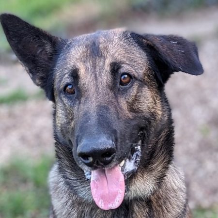 Salto - Chien à adopter