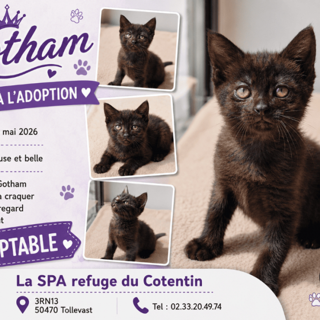 Photo de Gotham