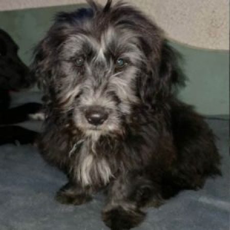 SISCO - Chien à adopter