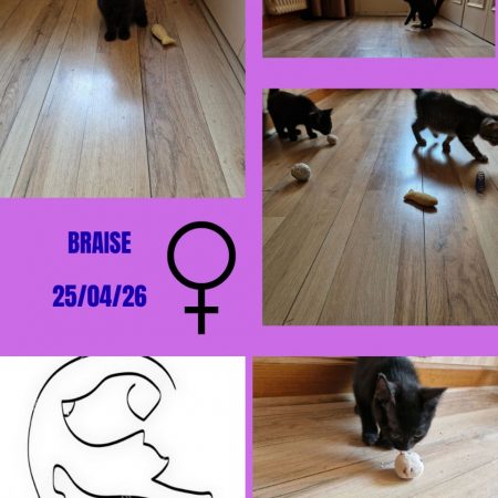 Braise - Chat Européen à adopter