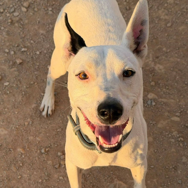 Photo de Tayson