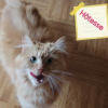 Hotesse