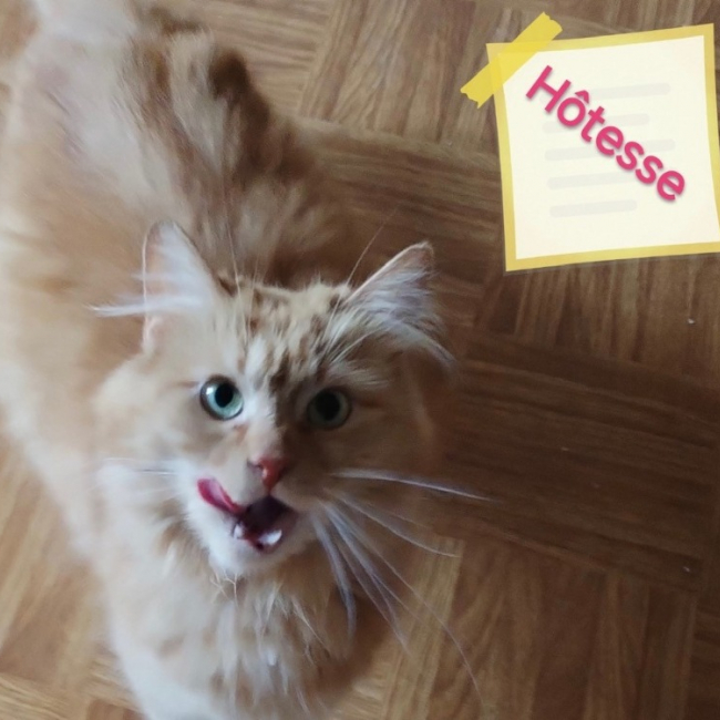 Hotesse