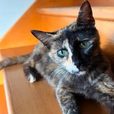 Lady - Chat Européen à adopter