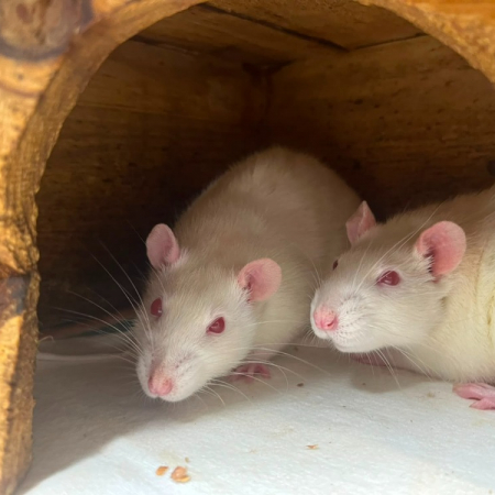 Jiir - Rongeur Rat à adopter