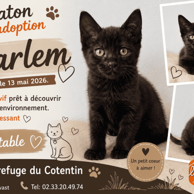 Photo de Harlem