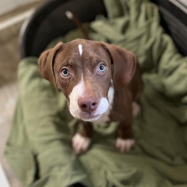 Photo de Dumbo