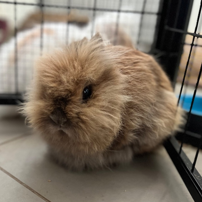 Photo de Cookie
