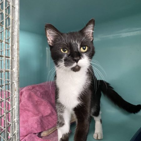 Grimpette - Chat Européen à adopter