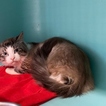 Anthony - Chat Européen à adopter
