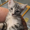 MILO