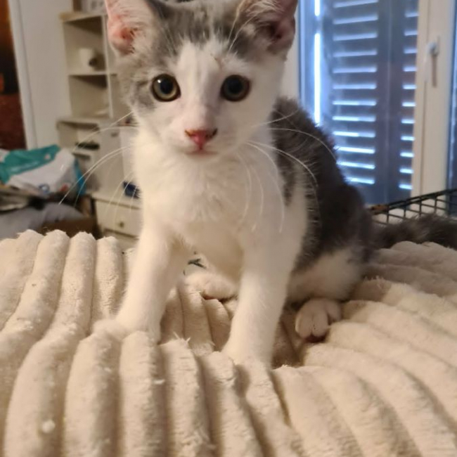 MILO