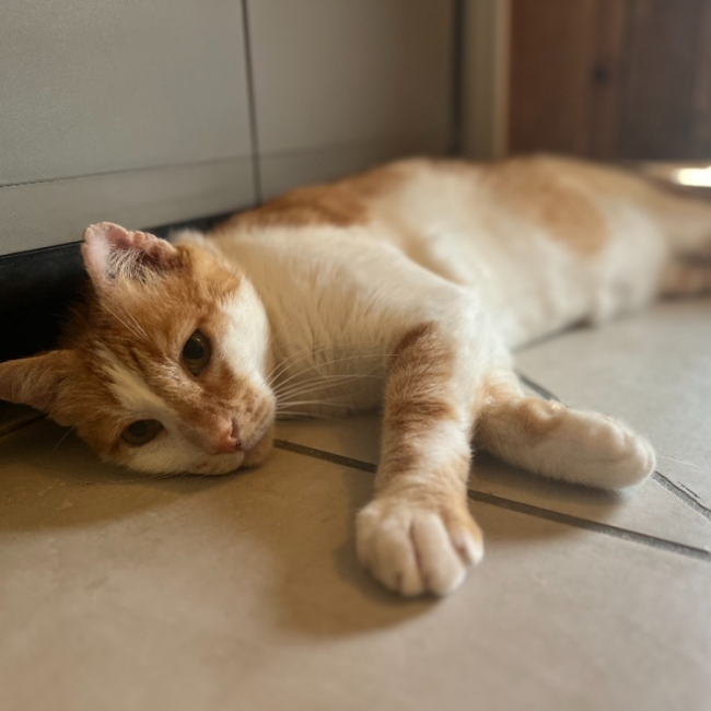 Photo de Brésil