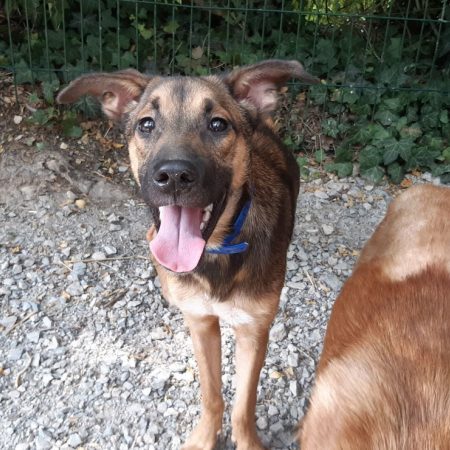 Speedy - Chien Berger à adopter