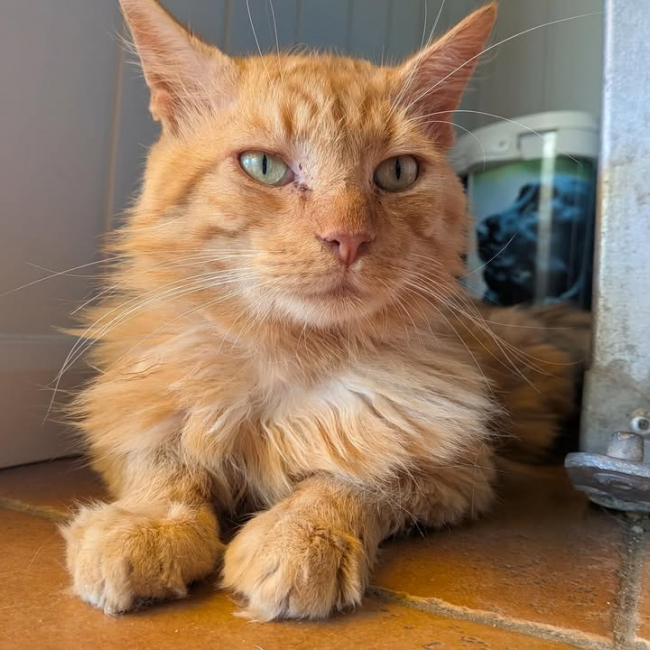 Photo de Simba