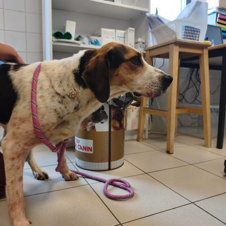 Chocolatine - Chien Anglo-Français de Petite Vènerie à adopter