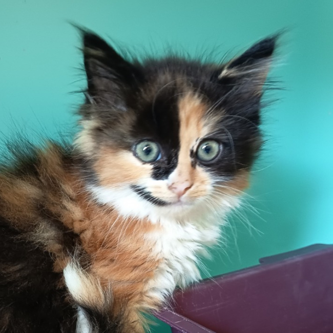 Photo de Moumousse