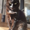Zouby