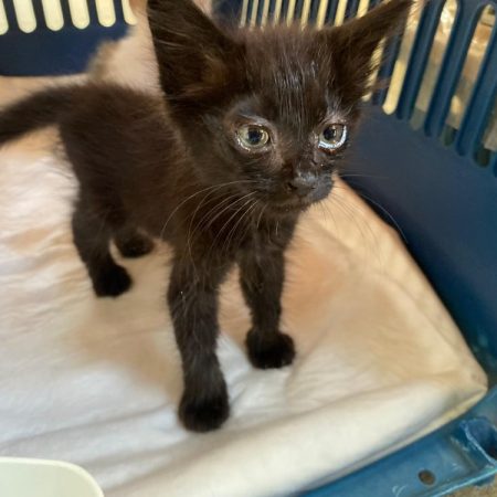 Venus - Chat Européen à adopter