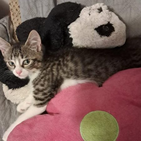 Macha - Chat Européen à adopter