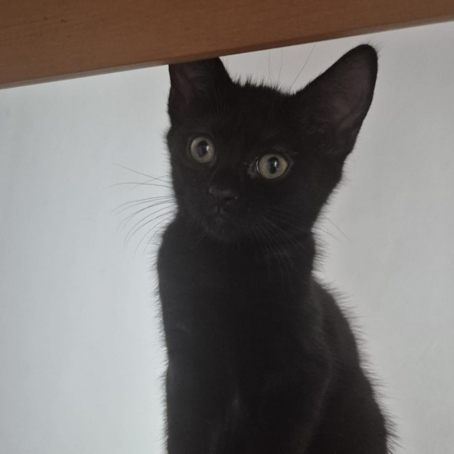 Photo de Umukara