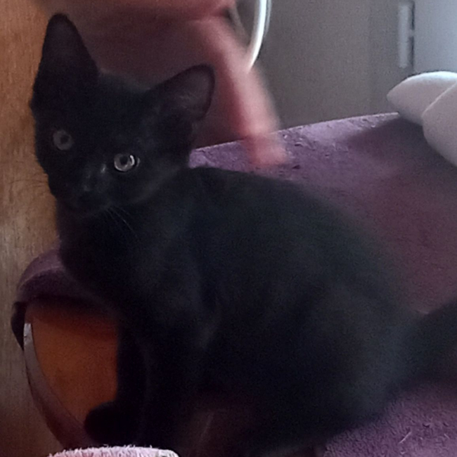 Photo de BLACKY