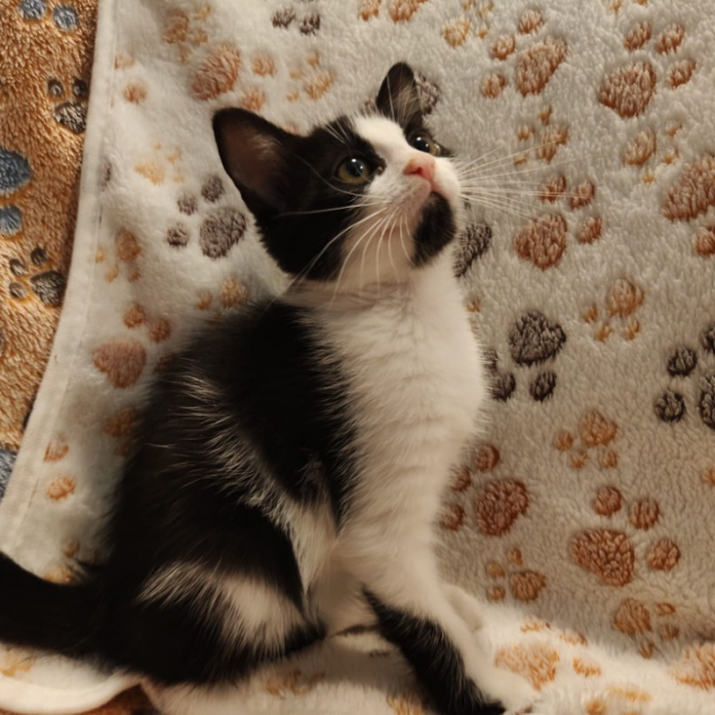 Photo de Babouchka