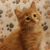 Balthazar