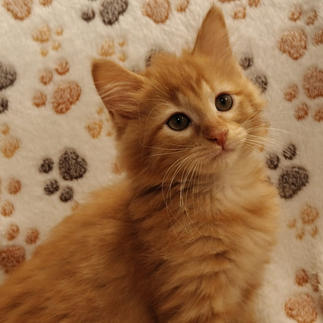 Photo de Balthazar
