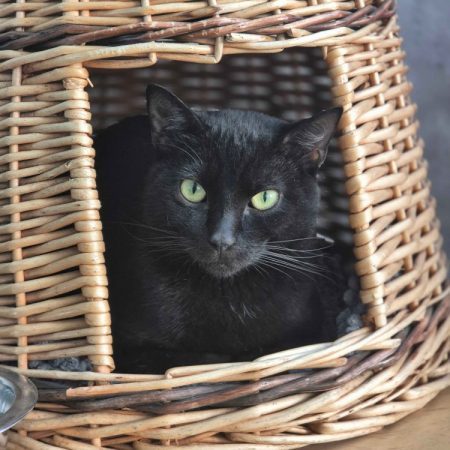 Polly - Chat Européen à adopter