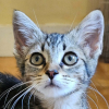 Sok