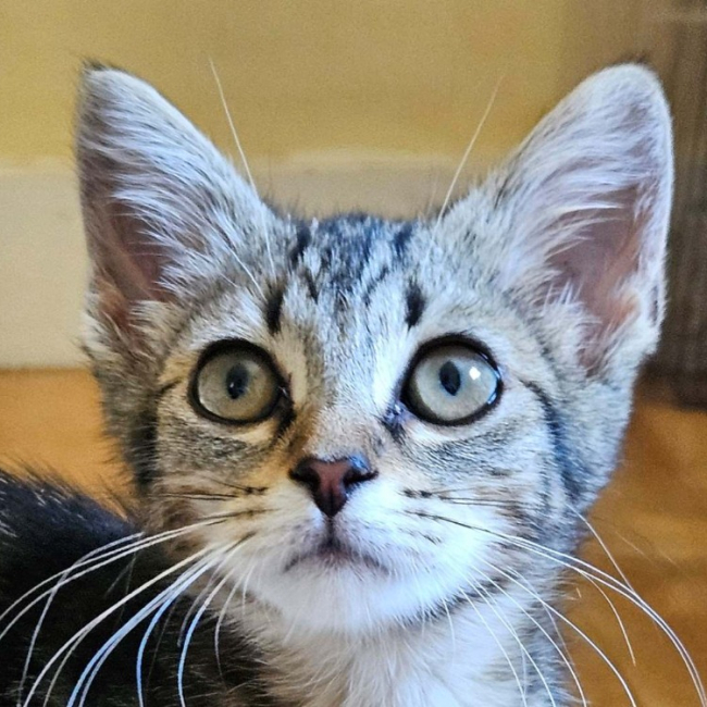 Sok