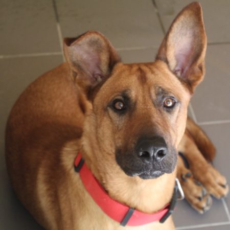 Boby - Chien Berger à adopter