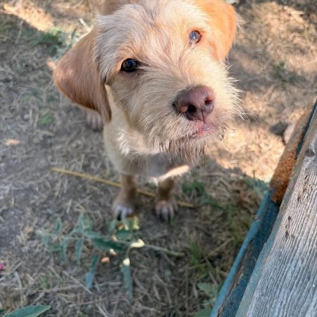 Serfer - Chien à adopter