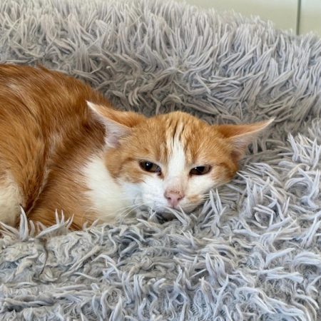 Grelli - Chat Européen à adopter