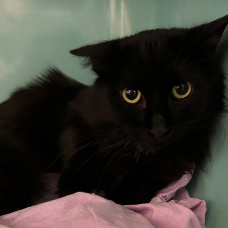 Zephir - Chat Européen à adopter