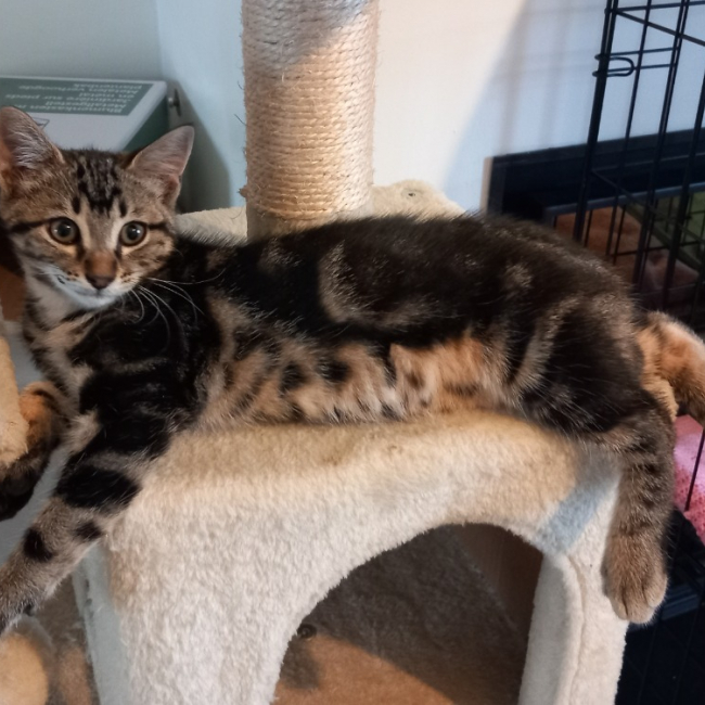 Simba