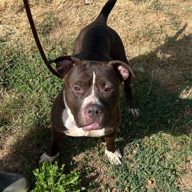 Bella