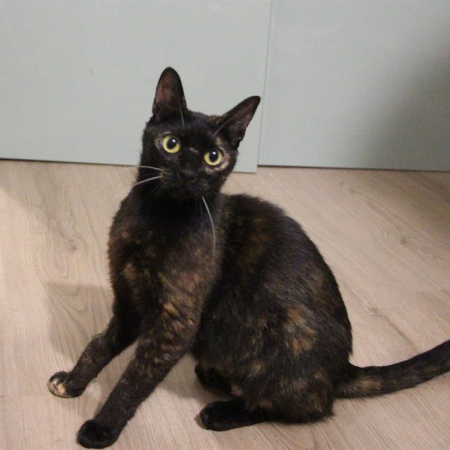 Angele - Chat Européen à adopter