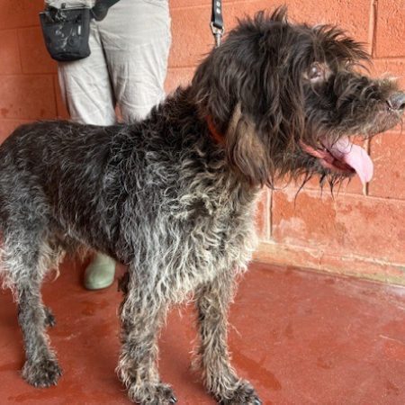 Lasko - Chien à adopter