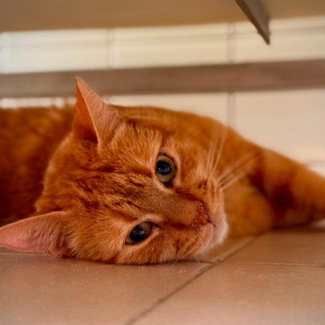 Photo de Django