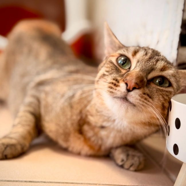 Rosie